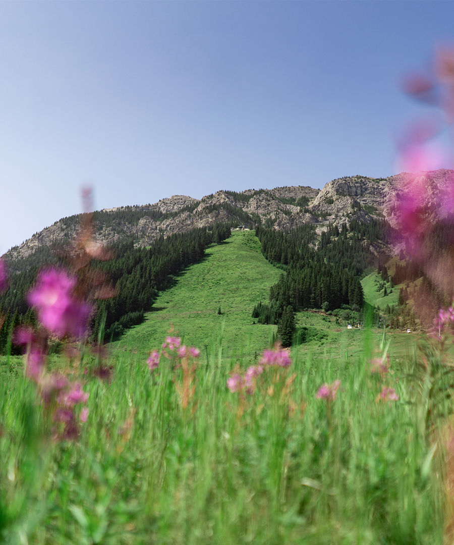 Vibrant pink wildflowers frame Mt. Norquays summer ski run and rocky alpine ridgeline near Banff.