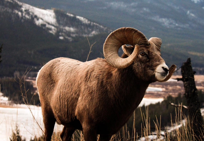 Big Horn Sheep